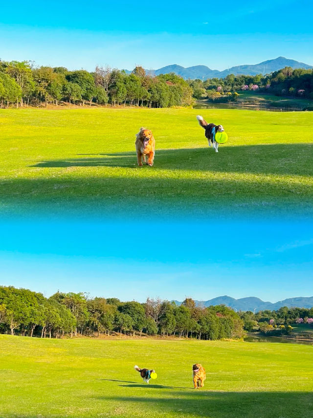 廣東超棒的遛狗露營草地