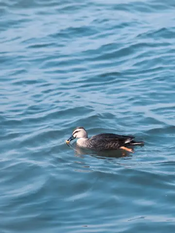西湖賞花｜柳浪聞鶯尋春
