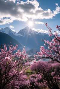 林芝桃花盛放！雪山花海美得令人窒息