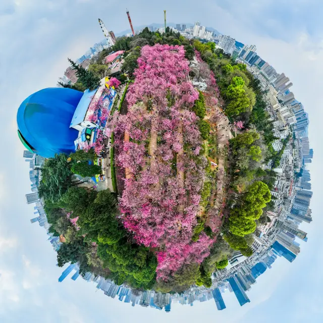 Kunming's limited-time spring romance is online now at Yuantong Cherry Blossom Festival.