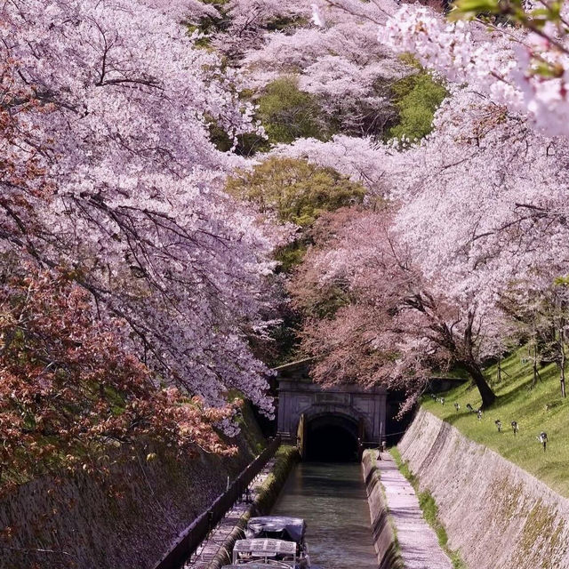 🌸挖到京都超绝美的小众賞櫻秘境😍