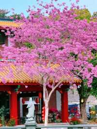 廈門春日賞花新去處！天竺岩寺紫花風鈴木