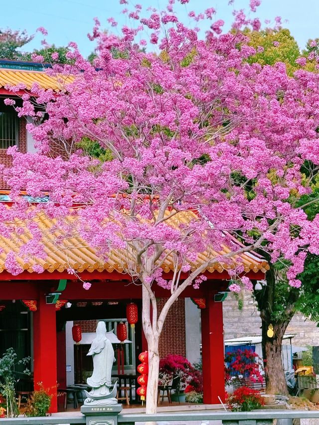 廈門春日賞花新去處！天竺岩寺紫花風鈴木