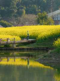 春分限定 南北湖油畫花海封神出片