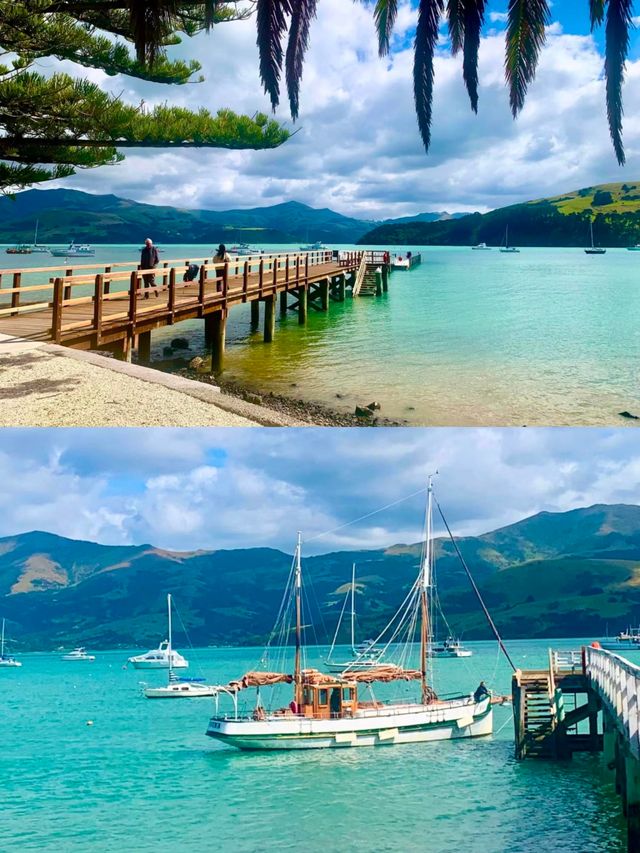 新西蘭旅遊 阿卡羅阿