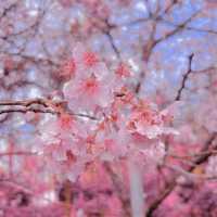 🌸藏在雲林古坑的春日浪漫密境！青山坪咖啡農場