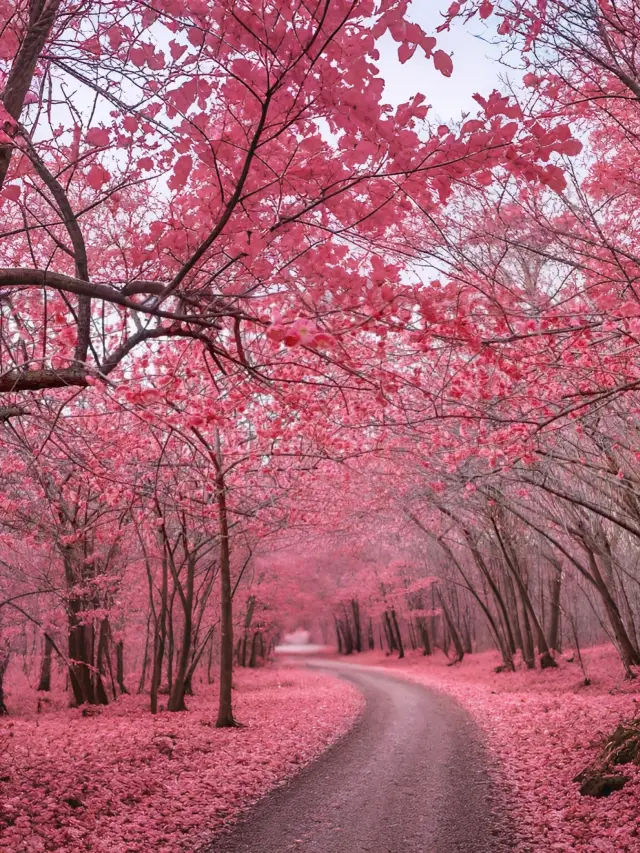A spring flower feast in Jiujiang—the ultimate guide is here!