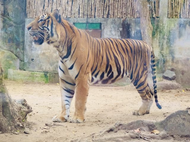 胡志明西貢動物園及其周邊