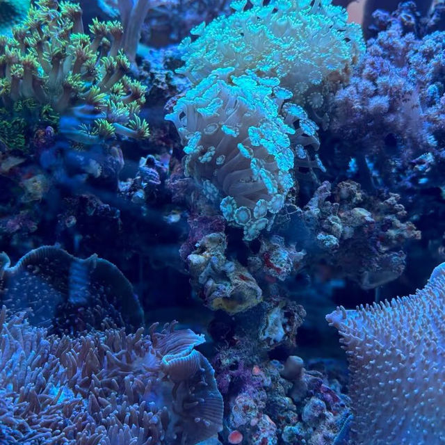 大阪🐠海遊館！全指南帶你玩轉海底世界~