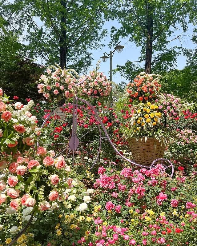 高陽花卉博覽會—夢幻花海，美到不真實！