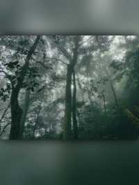 昌江小眾景點霸王嶺雨林秘境中的浪漫