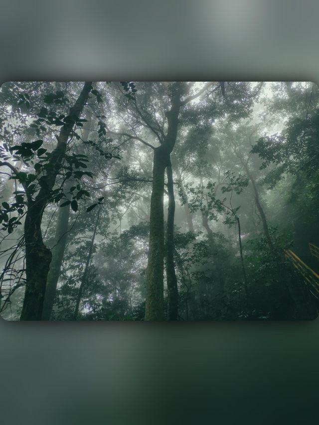昌江小眾景點霸王嶺雨林秘境中的浪漫