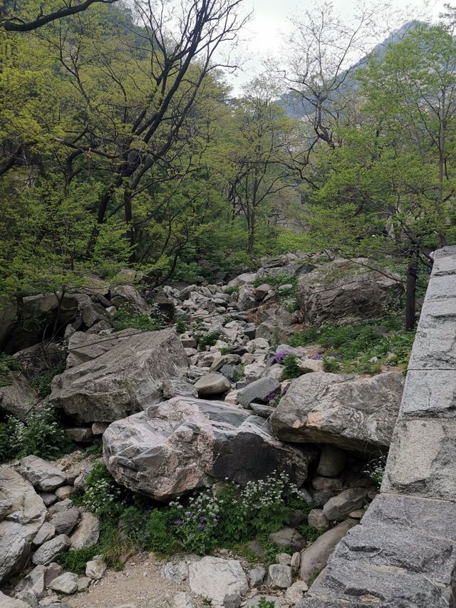 春日暢遊濟南-泰安-濟寧，美到令人心醉神迷