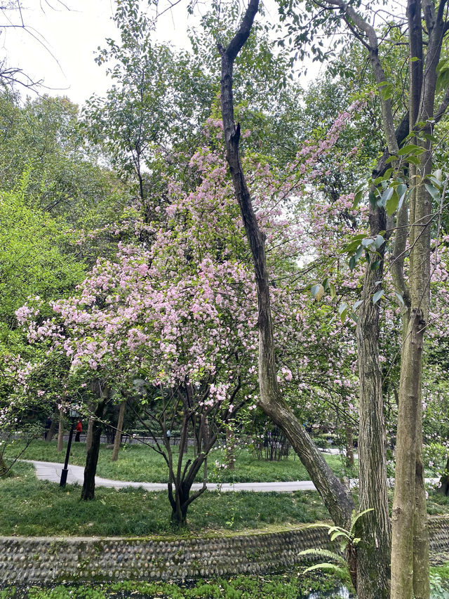 救命呀！成都呢個公園已經被花海包圍咗