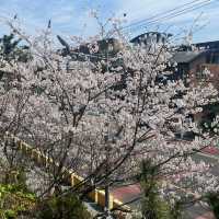 濟州島限定！彩虹公路旁的夢幻賞櫻寶藏地🌸