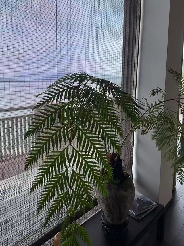 寧德！！霞浦！我願意稱之為觀景民宿天花板