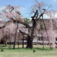 🌸醍醐寺櫻花！3.30實況🌸  