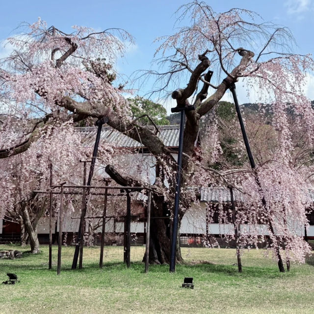 🌸醍醐寺櫻花！3.30實況🌸  