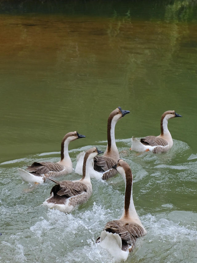 白江湖森嶺公園：嶺南的自然瑰寶