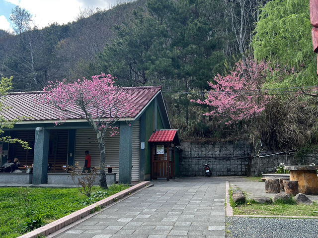 台中必去！武陵農場櫻花季尾聲也超美🌸