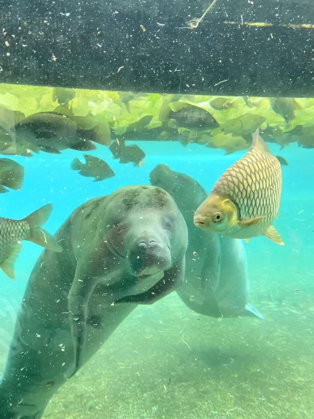 野生動物園餵老虎🐅｜做一天動物園長