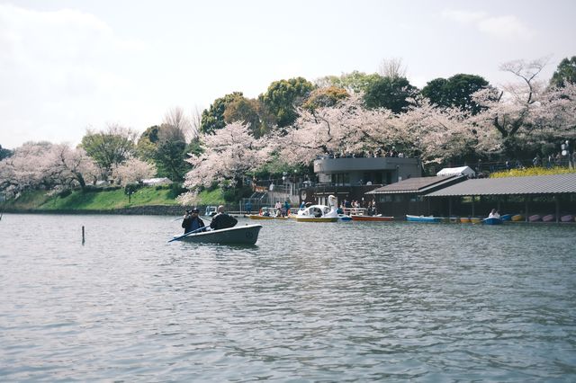 東京千鳥之淵賞櫻之旅