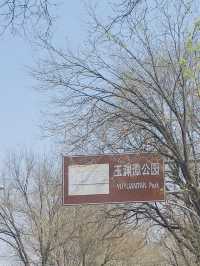 Cherry blossoms at Yuyuan Park Beijing