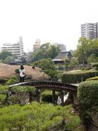 識名園賞櫻攻略：在歷史遺跡中漫步粉色花海