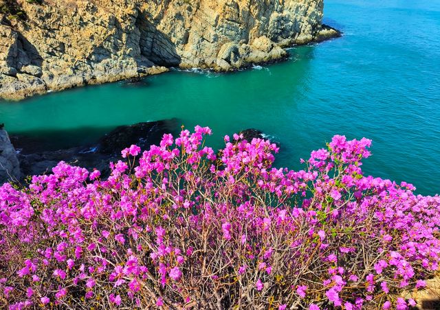 大連石槽懸崖杜鵑花