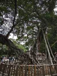 福建泉州｜開元寺｜緣來開元 皆得所願