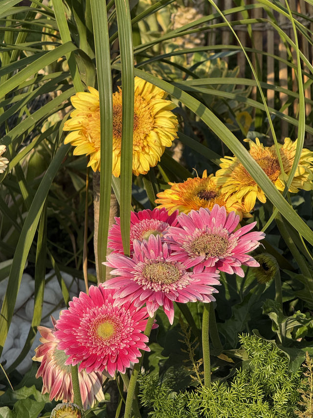🌸夢幻般的花海在維多利亞公園等你🌼