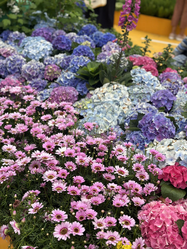 香港維多利亞公園花卉展的魅力！