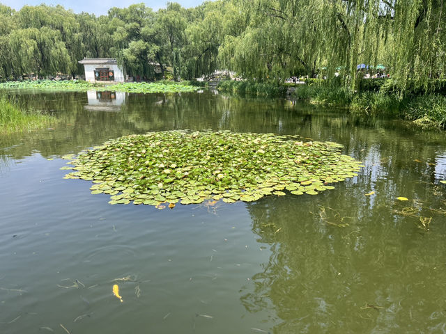 穿越時光✨走進北京圓明園的絕美與滄桑