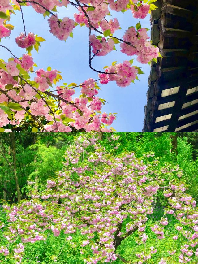 唔喺京都！喺蘇州！！小住2—3日~超詳細旅遊攻略！！！