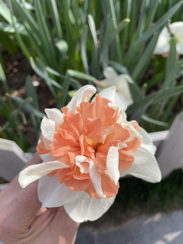 Luboyuan Nanjing: a mini Netherlands to see tulip 🌷