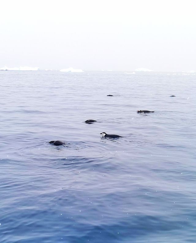 登陸南極龍尼島