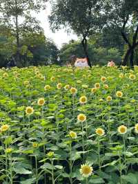 🌻廣州雲台花園 | 邂逅向日葵花海