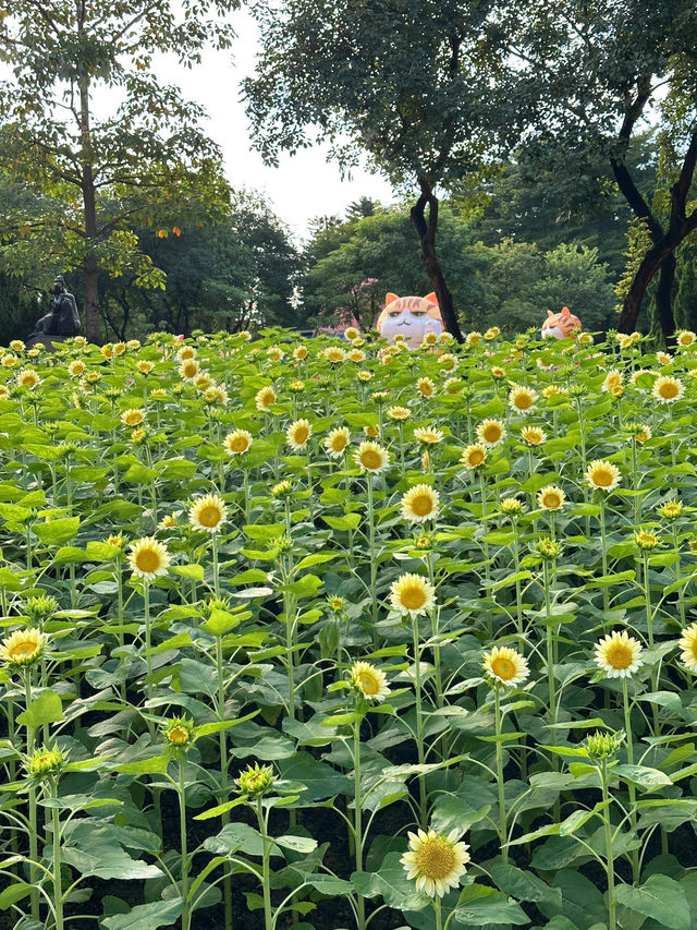 🌻廣州雲台花園 | 邂逅向日葵花海
