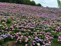 紹興蘭亭：繡球花花海的夢幻之境