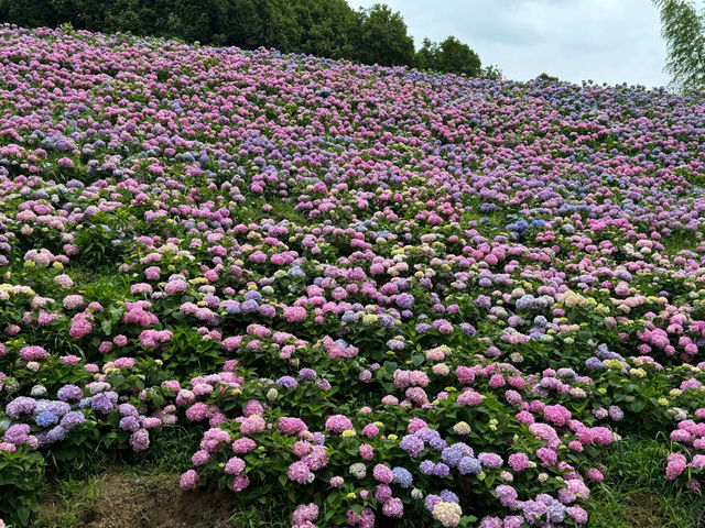 紹興蘭亭：繡球花花海的夢幻之境