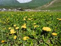 禾木：喀納斯的後花園、白樺林裡的古村落