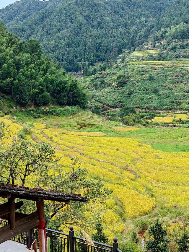 武夷山後源村｜秘境中的梯田古厝伴雲生