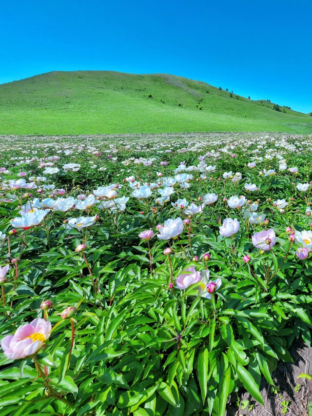 6-8月去呼倫貝爾！呢條路線讓你告別趕鴨仔式旅行