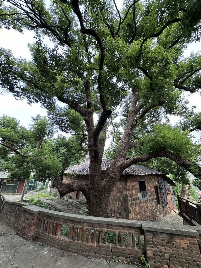 長沙最正嘅地方都係免費嘅……（暑假版）