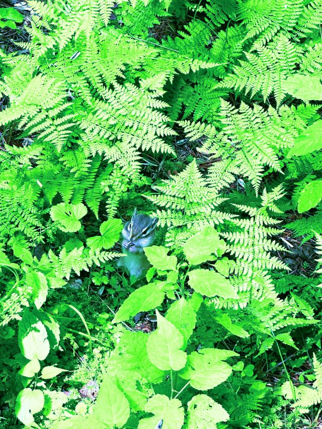 25℃嘅避暑天堂！嘉蔭呢個小城藏住小興安嶺最美嘅夏天