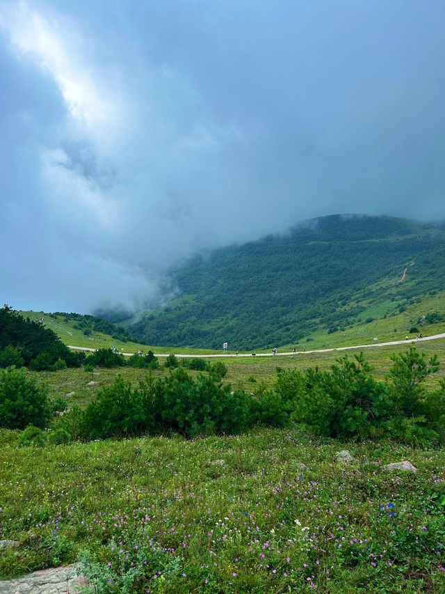 洛陽周邊15℃超冷雲端草原怕冷人慎入！