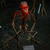 🦉 Helsinki Natural History Museum – Birds, Skeletons & Tigers