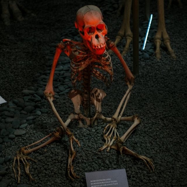 🦉 Helsinki Natural History Museum – Birds, Skeletons & Tigers