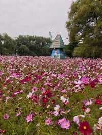 瀋陽瀋水灣公園格桑花海漫遊