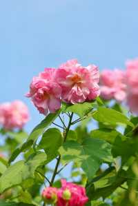 風過木芙蓉，如詩如畫的絕美秋色